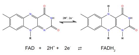 7.8: The Chemistry of NAD+ and FAD .